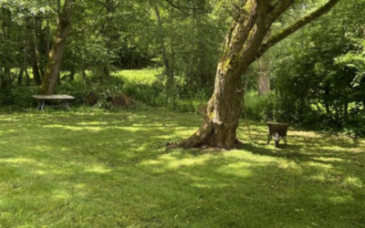 Comment regarnir une pelouse abîmée ?